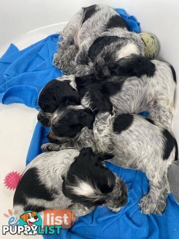 Purebred Cocker Spaniel Puppies - Champion Bloodlines!!