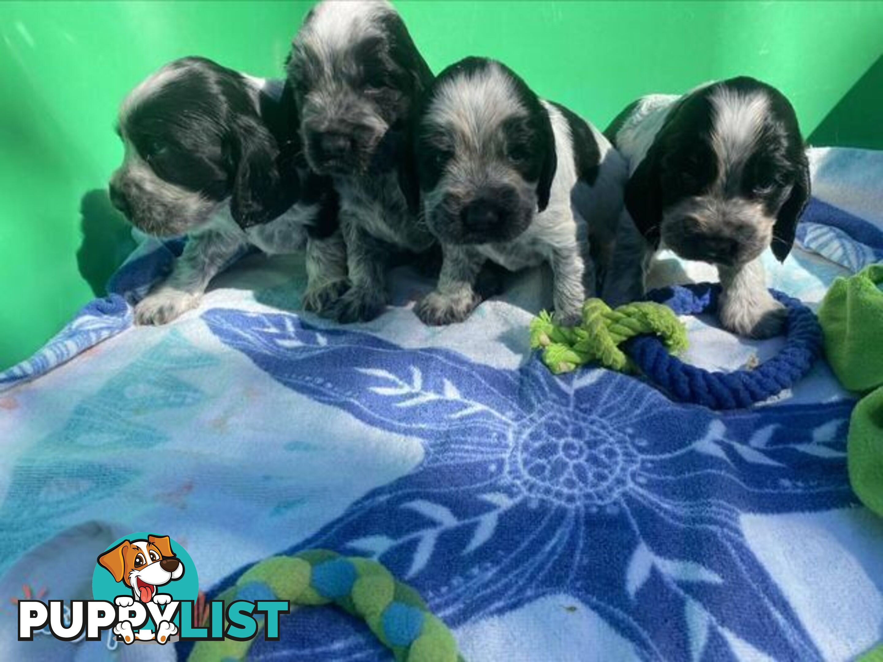 Purebred Cocker Spaniel Puppies - Champion Bloodlines!!