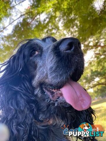 Purebred Cocker Spaniel Puppies - Champion Bloodlines!!