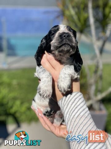 Purebred Cocker Spaniel Puppies - Champion Bloodlines!!