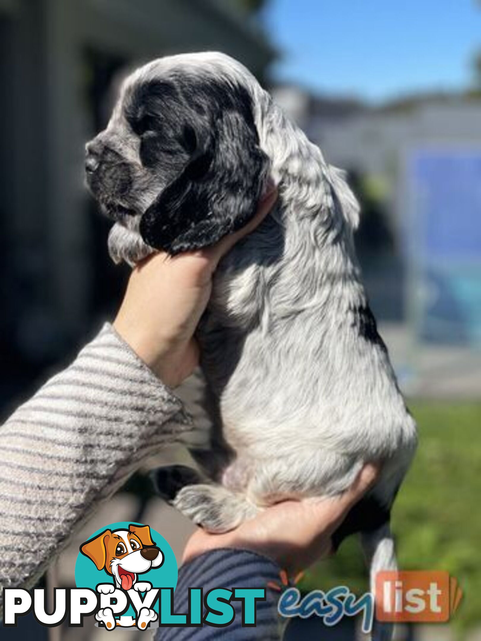 Purebred Cocker Spaniel Puppies - Champion Bloodlines!!