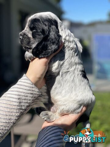 Purebred Cocker Spaniel Puppies - Champion Bloodlines!!