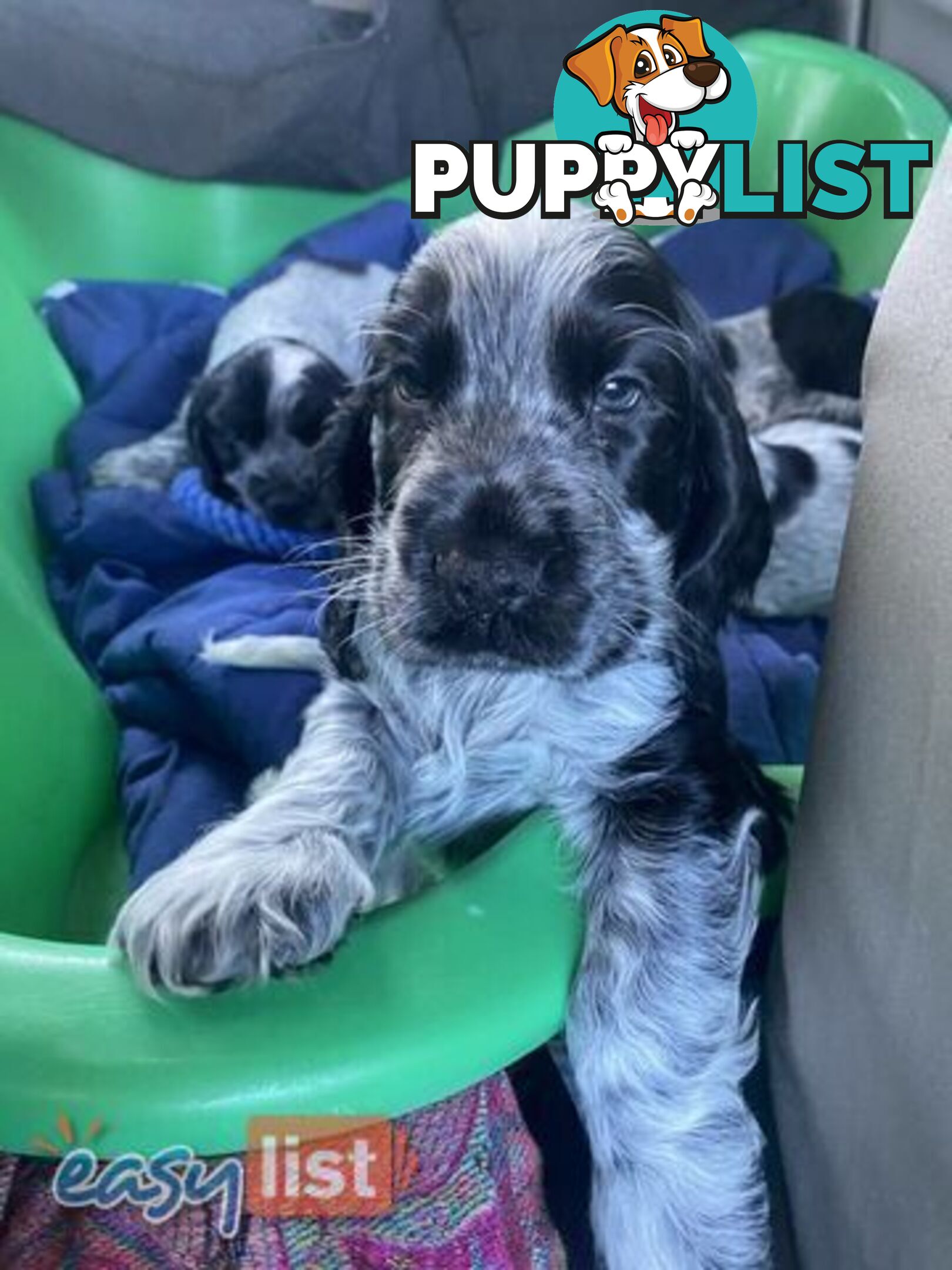 Purebred Cocker Spaniel Puppies - Champion Bloodlines!!