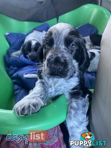 Cocker Spaniel Puppies for sale - champion bloodlines!!