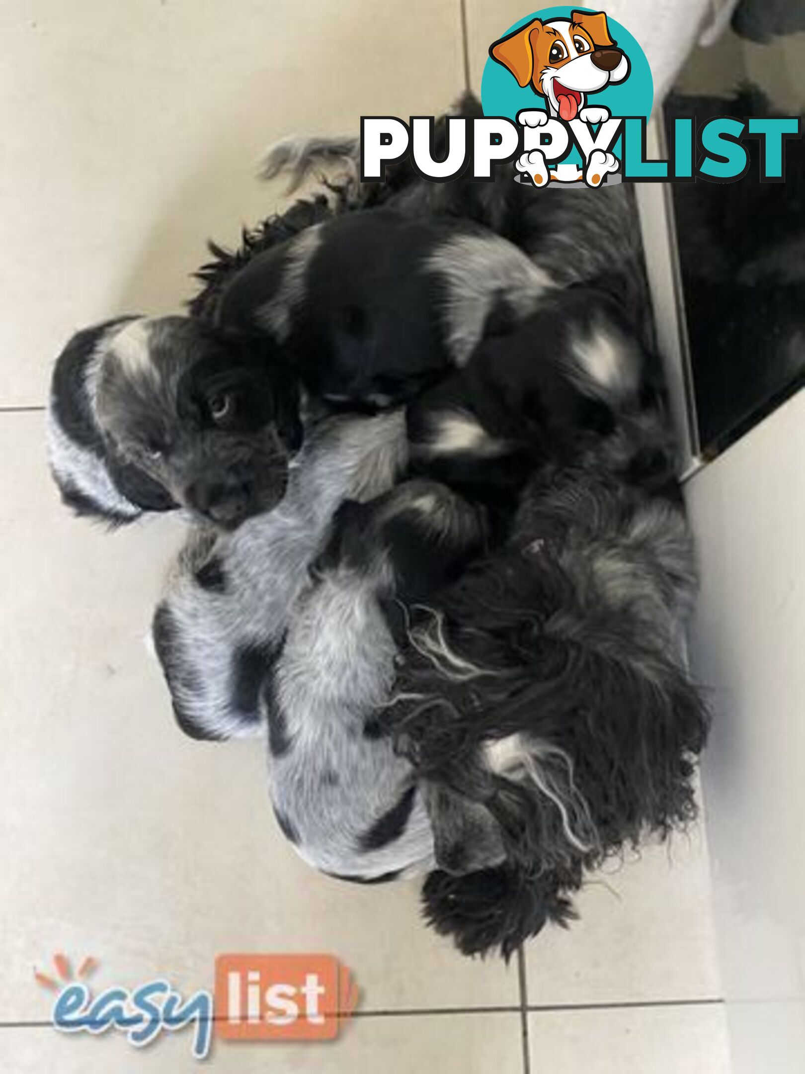 Purebred Cocker Spaniel Puppies - Champion Bloodlines!!