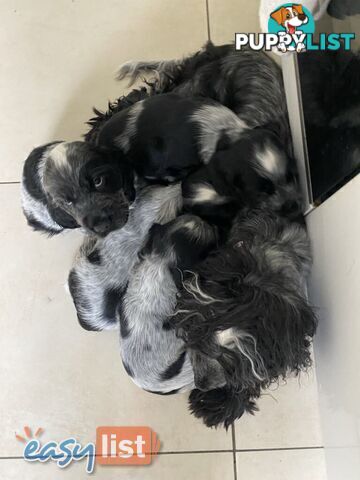 Purebred Cocker Spaniel Puppies - Champion Bloodlines!!