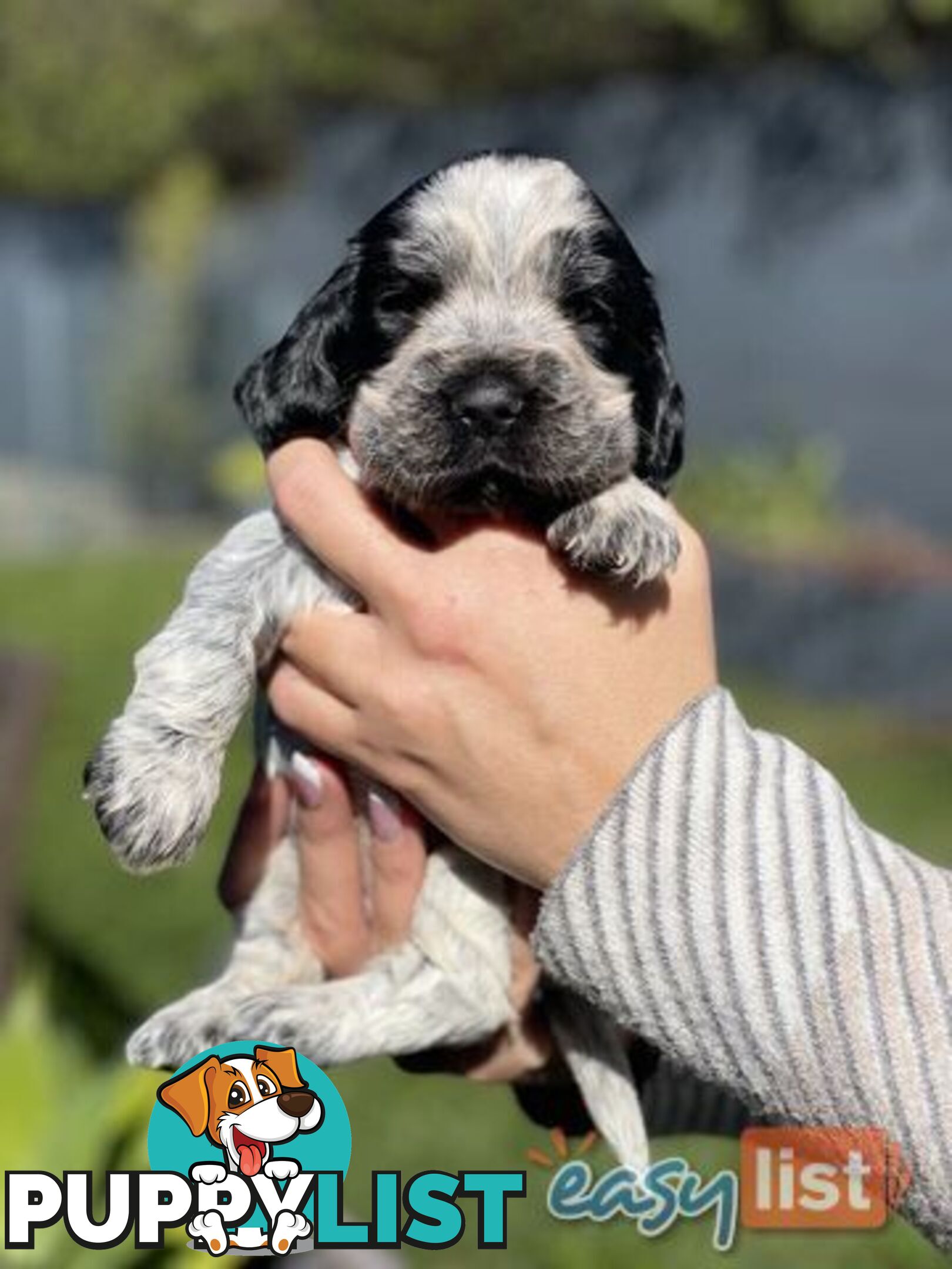 Purebred Cocker Spaniel Puppies - Champion Bloodlines!!