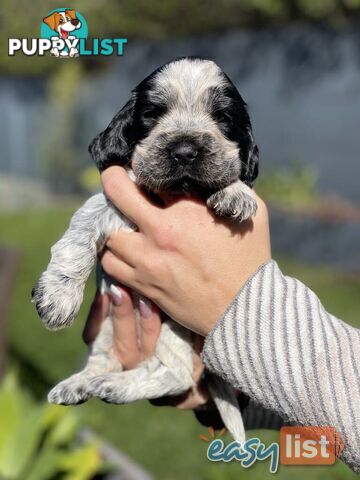 Purebred Cocker Spaniel Puppies - Champion Bloodlines!!