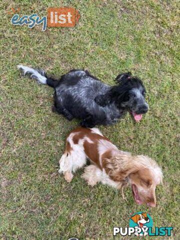 Purebred Cocker Spaniel Puppies - Champion Bloodlines!!