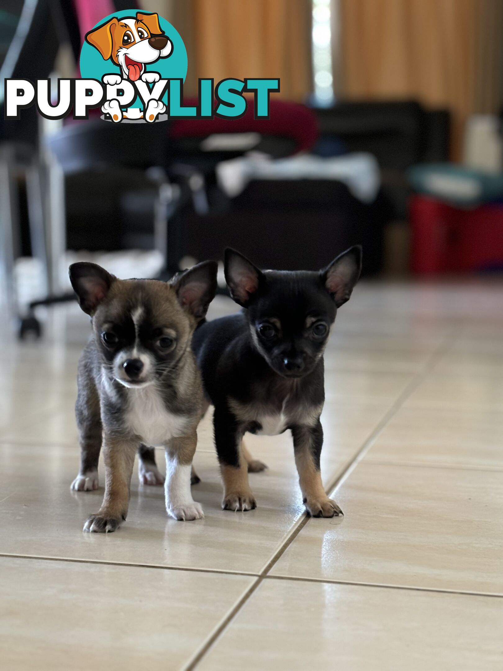 Male short coat chihuahua puppies