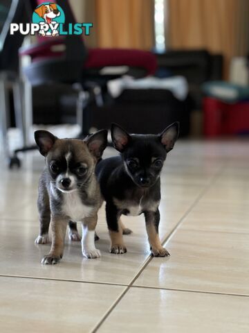 Male short coat chihuahua puppies