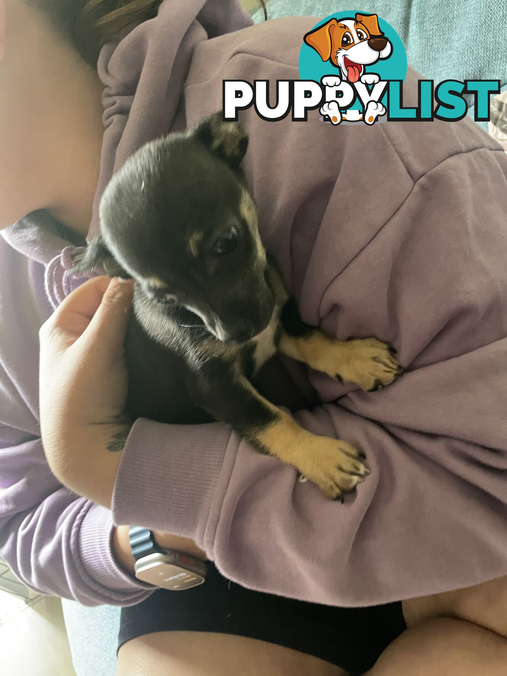 Male short coat chihuahua puppies