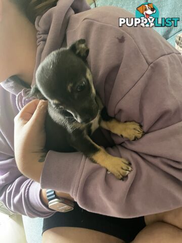 Male short coat chihuahua puppies