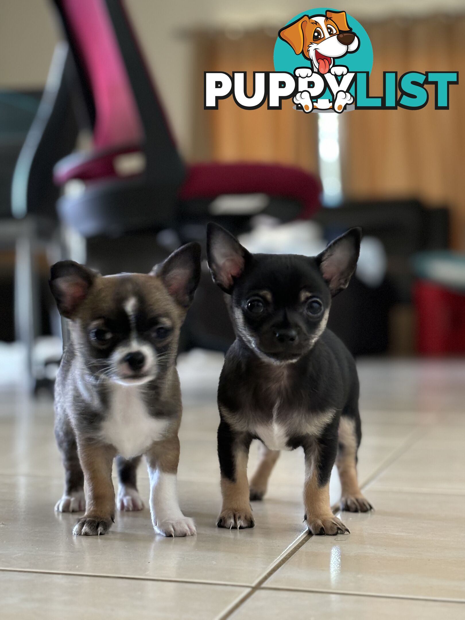 Male short coat chihuahua puppies