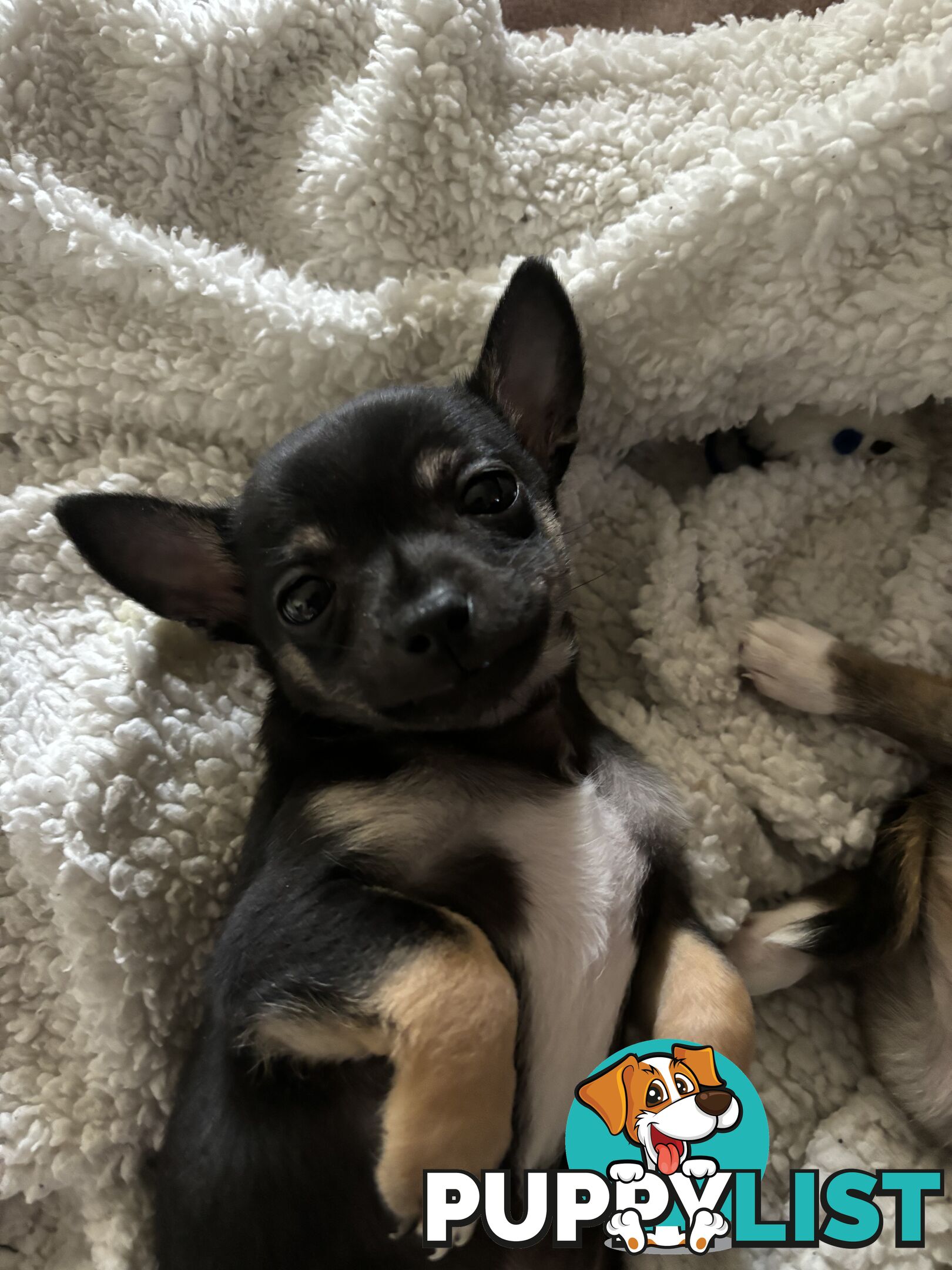 Male short coat chihuahua puppies