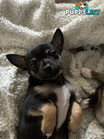 Male short coat chihuahua puppies