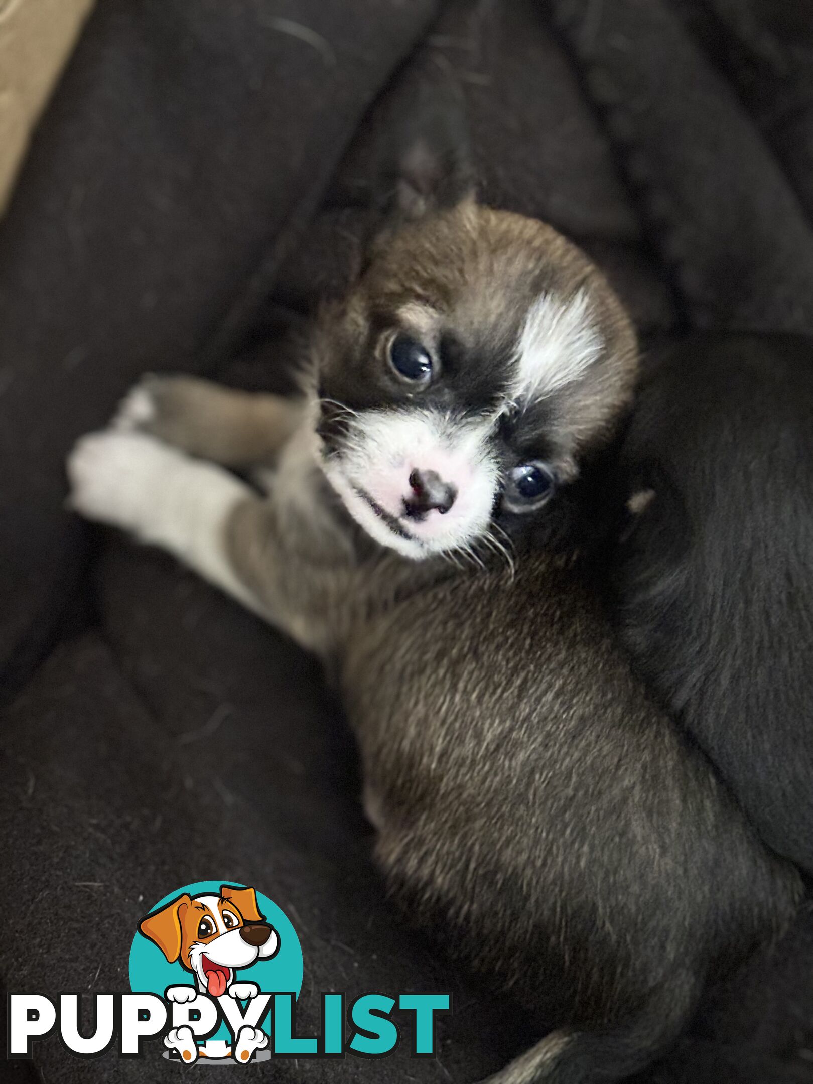 Male short coat chihuahua puppies