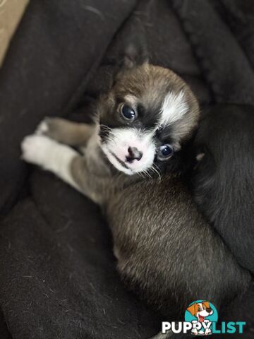 Male short coat chihuahua puppies