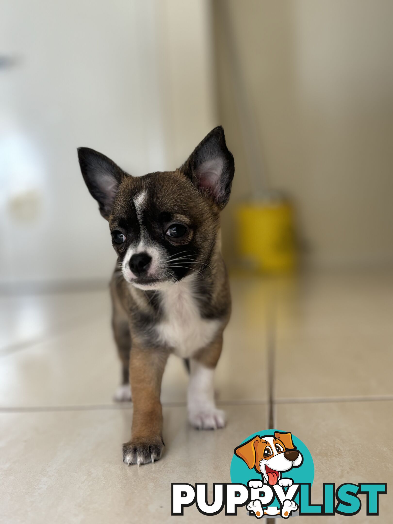 Male short coat chihuahua puppies