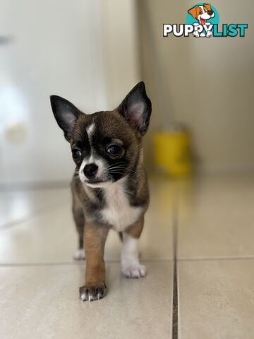 Male short coat chihuahua puppies