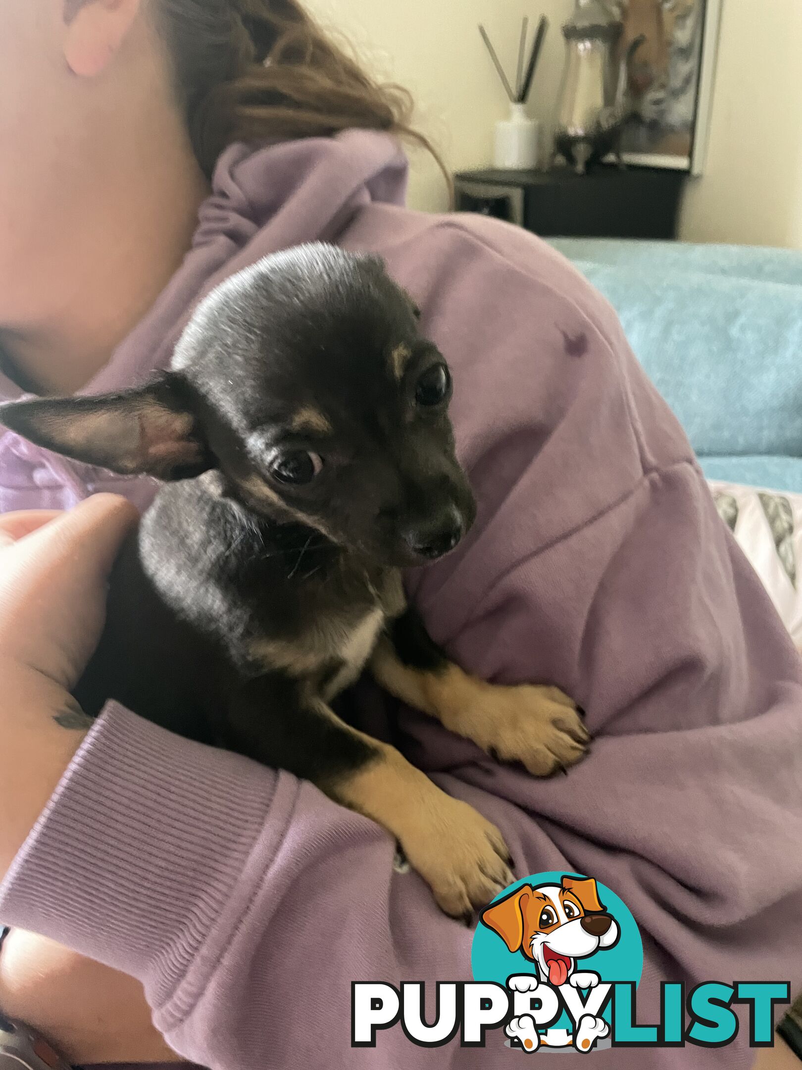 Male short coat chihuahua puppies