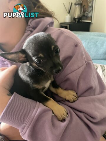 Male short coat chihuahua puppies