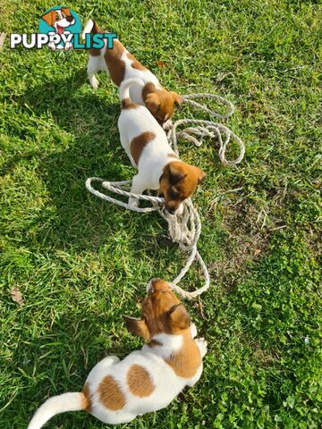 Jack Russell X Foxy x3 males