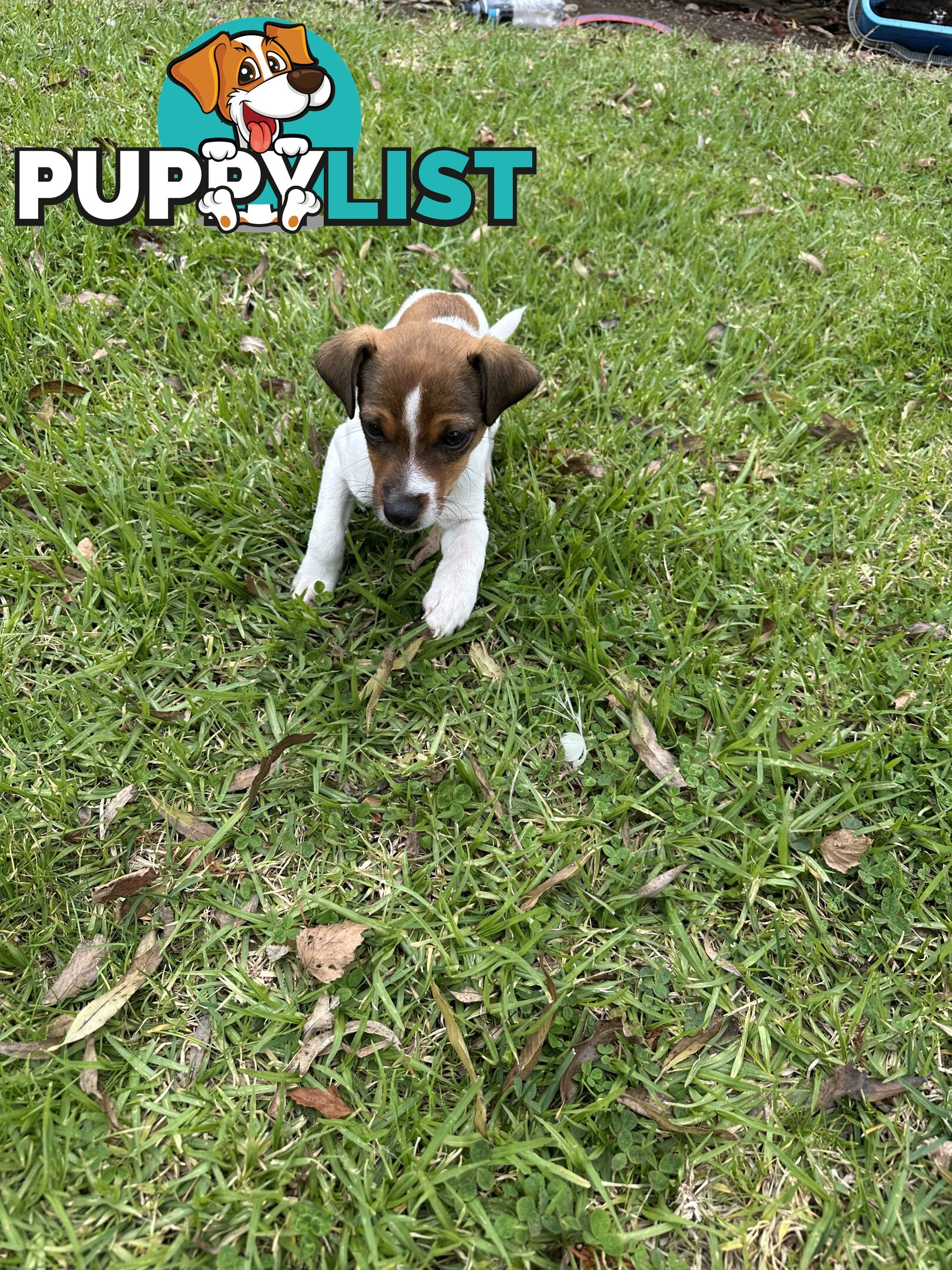 Jack Russell X Foxy One male puppy