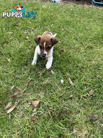 Jack Russell X Foxy One male puppy