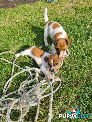 Jack Russell X Foxy x3 males