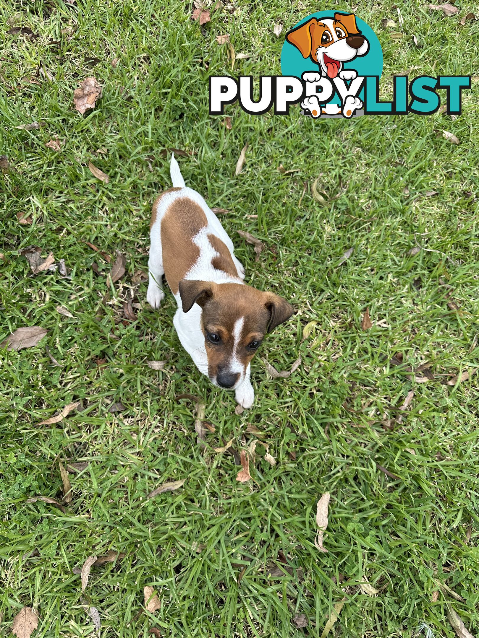 Jack Russell X Foxy One male puppy