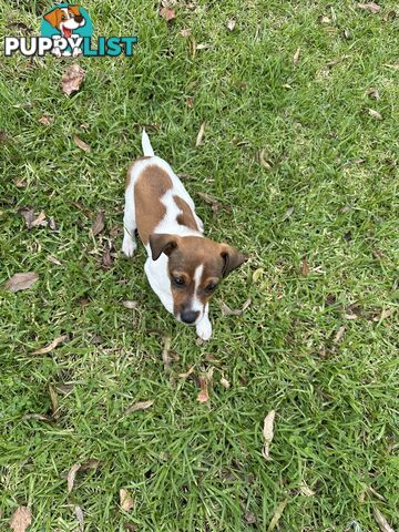 Jack Russell X Foxy One male puppy