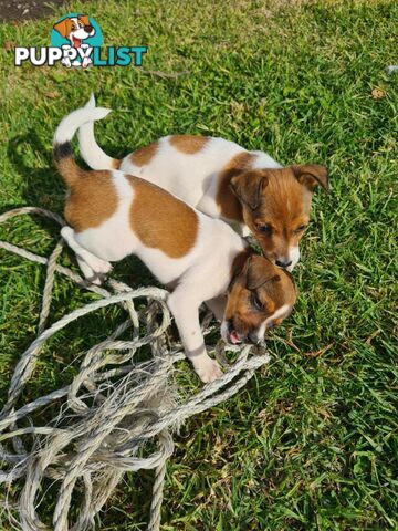 Jack Russell X Foxy x3 males