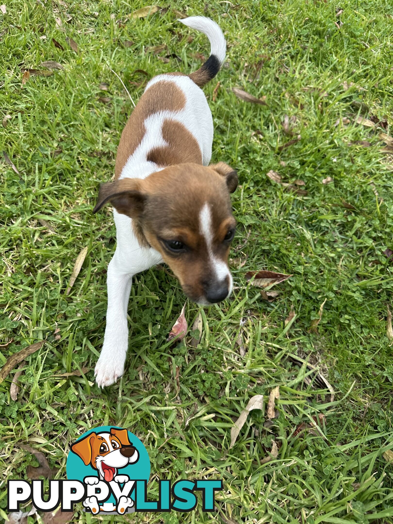 Jack Russell X Foxy One male puppy