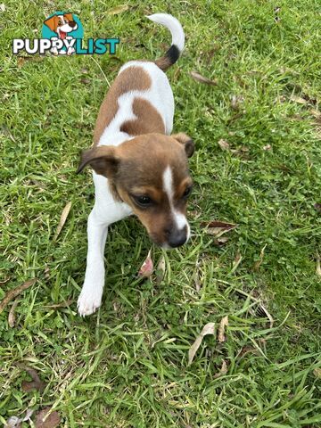 Jack Russell X Foxy One male puppy