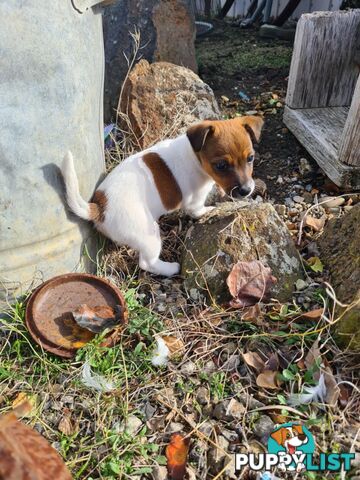 Jack Russell X Foxy x3 males
