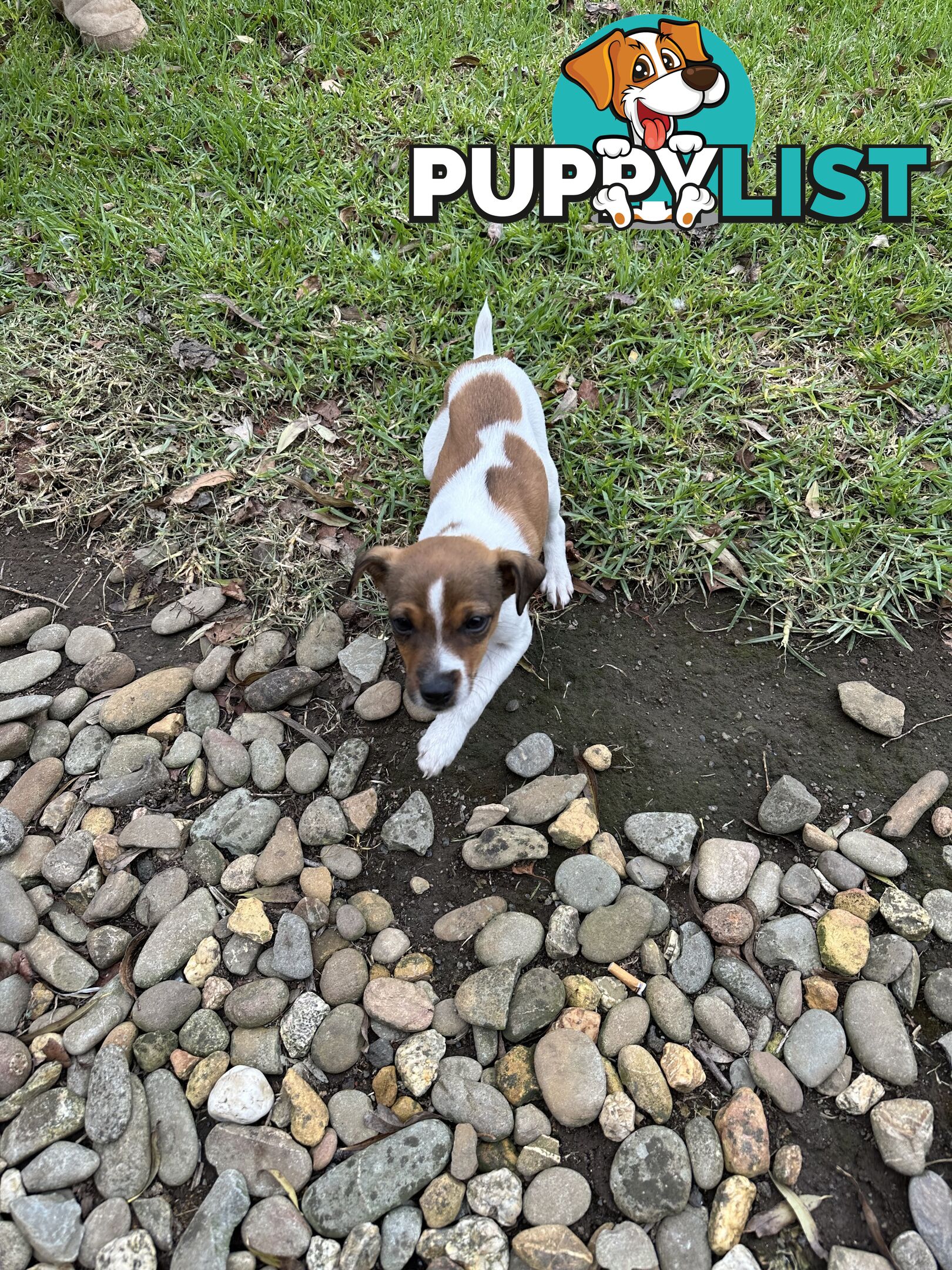 Jack Russell X Foxy One male puppy