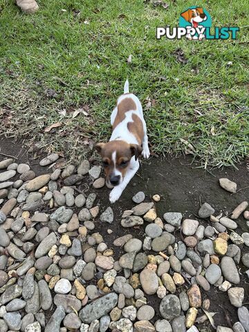 Jack Russell X Foxy One male puppy