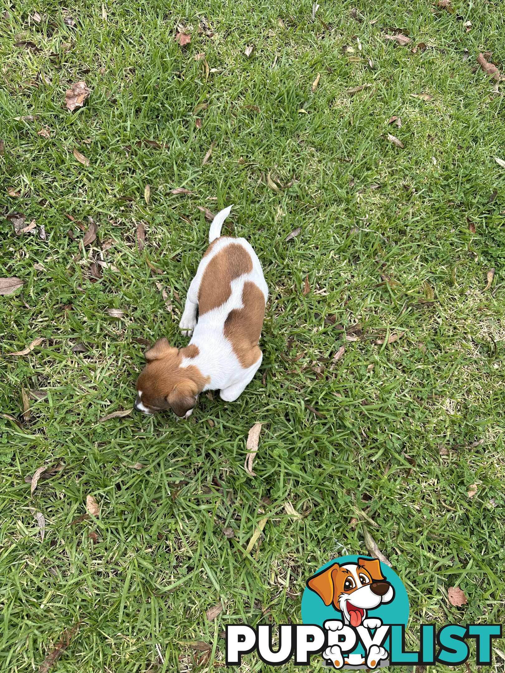 Jack Russell X Foxy One male puppy