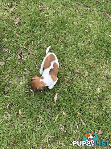 Jack Russell X Foxy One male puppy
