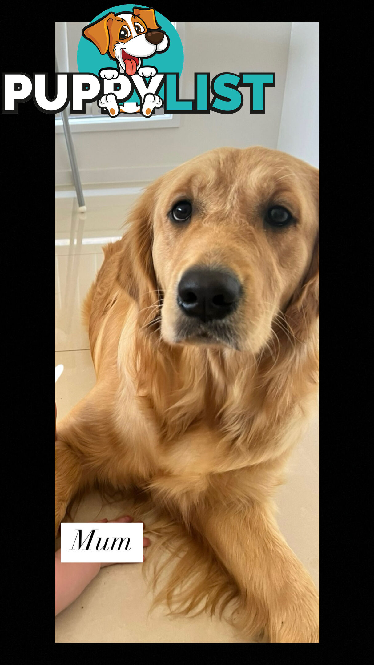 Purebred Golden Retrievers for sale