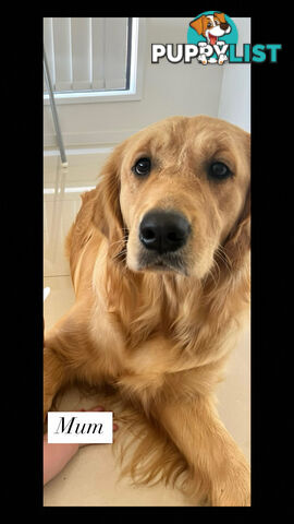 Purebred Golden Retrievers for sale