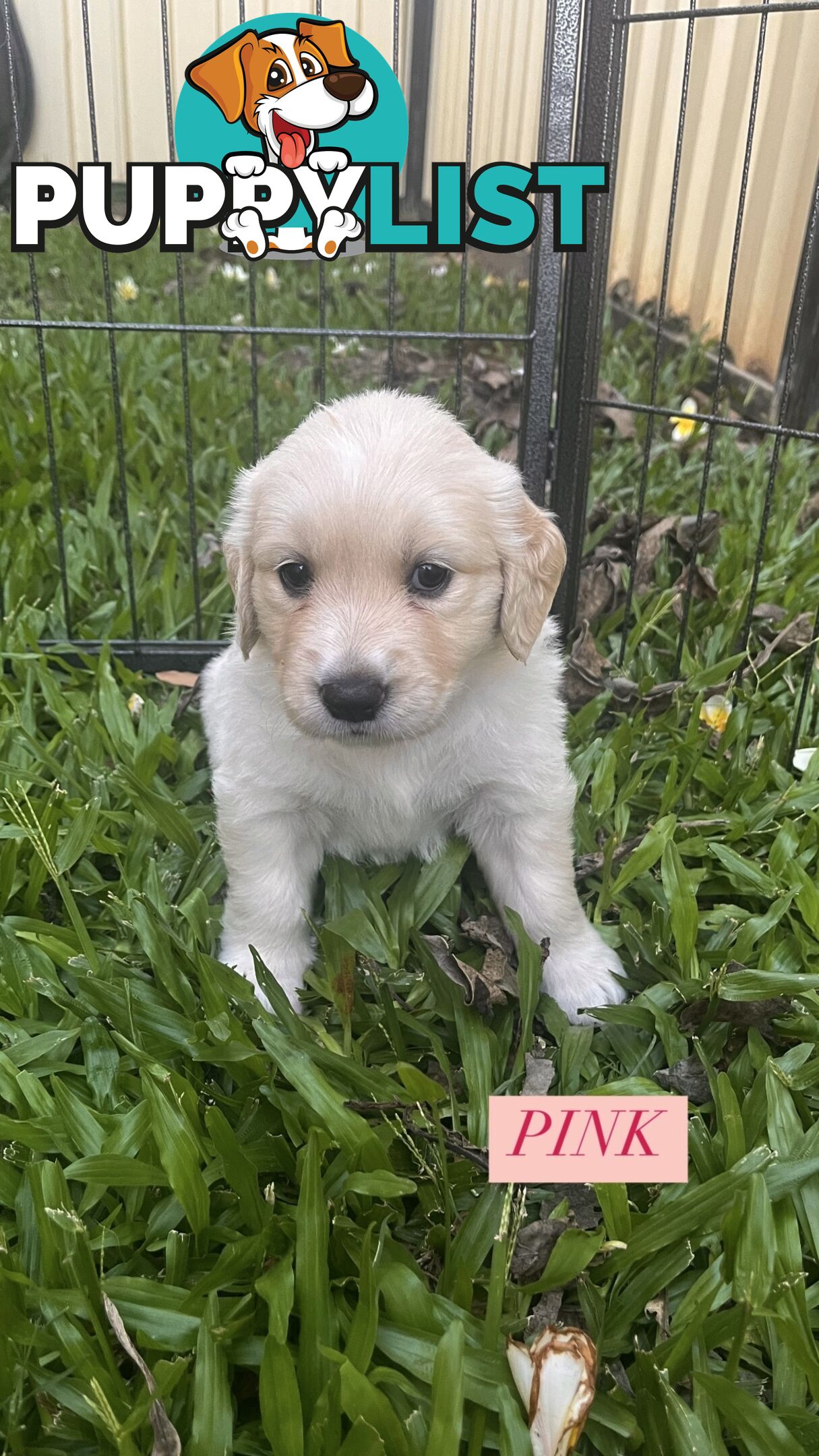 Purebred Golden Retrievers for sale