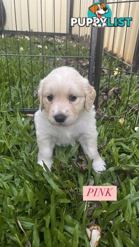 Purebred Golden Retrievers for sale