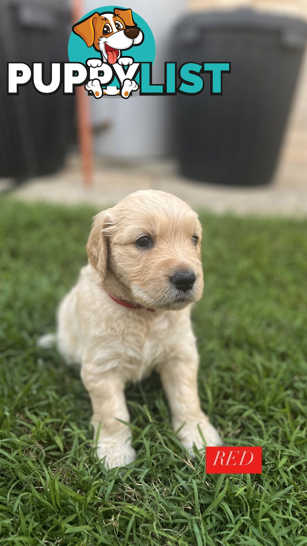 Purebred Golden Retrievers for sale