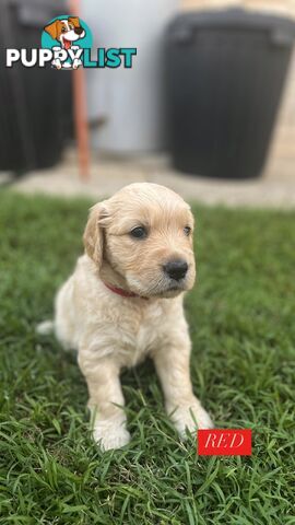 Purebred Golden Retrievers for sale