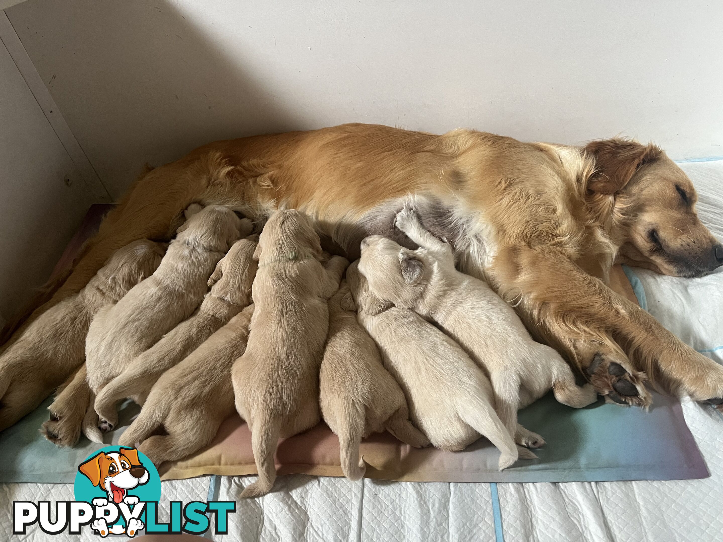 Purebred Golden Retrievers for sale