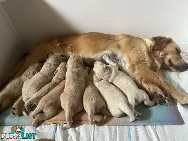 Purebred Golden Retrievers for sale