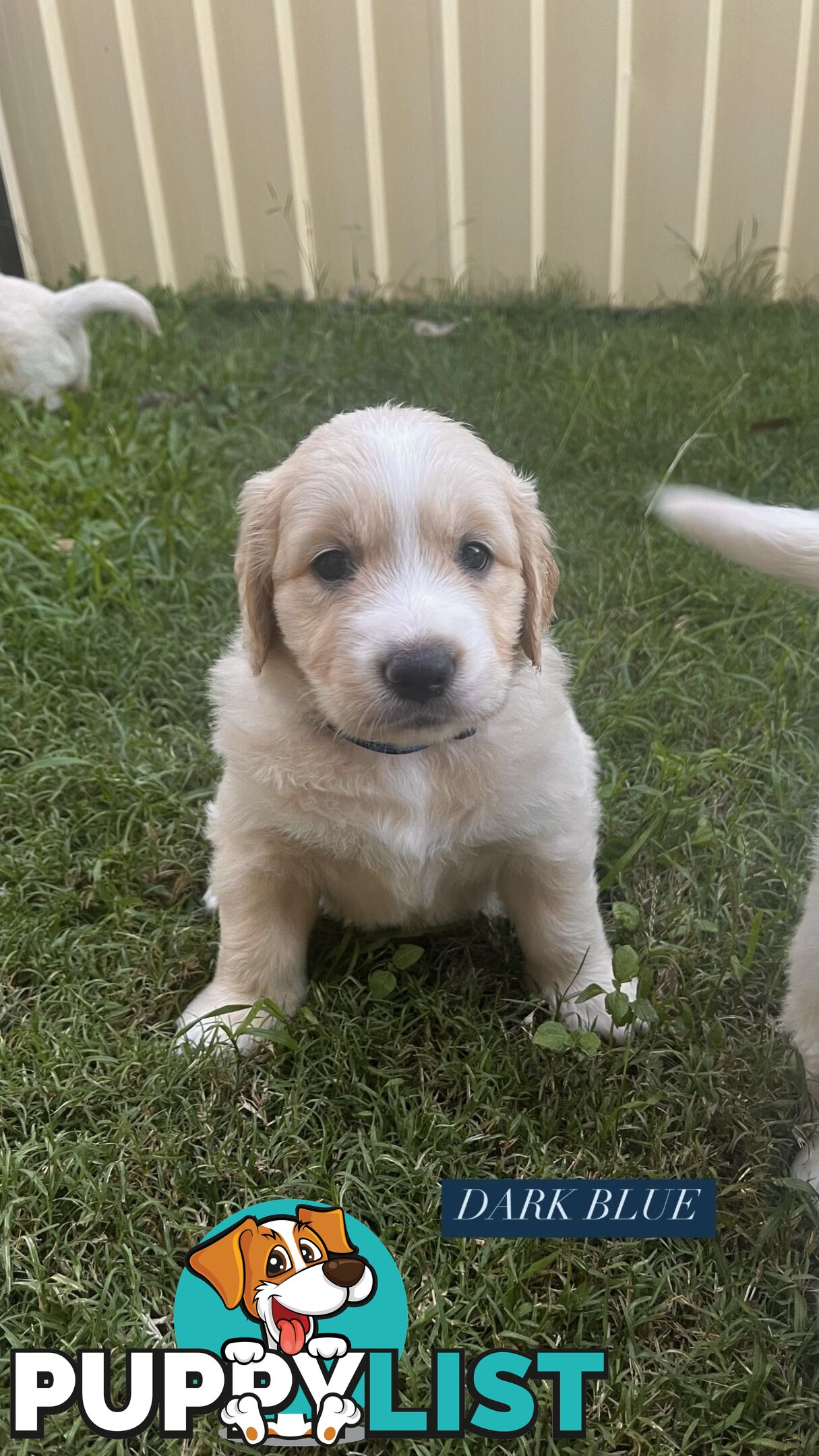 Purebred Golden Retrievers for sale