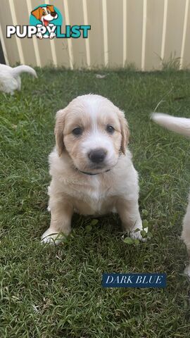 Purebred Golden Retrievers for sale